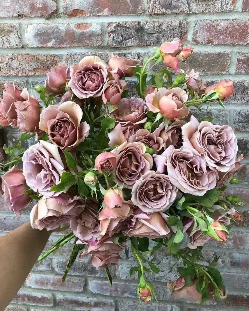 Rosa 'Koko Loko  | 可可洛可  '