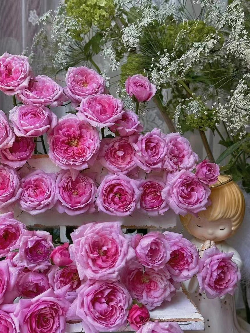 Rose 'Fée Clochette | フェクロシェット｜铃之妖精  '