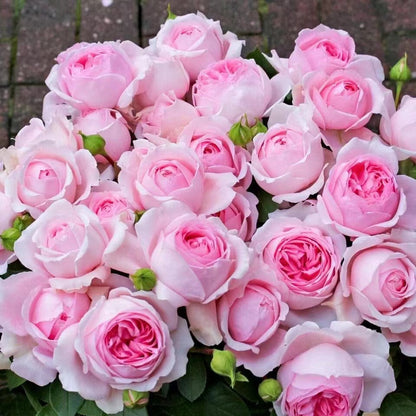 Rose 'Wellenspiel  | 仙女泉 '