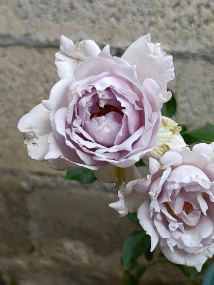 Rose ‘ Lucifer｜ルシファー | 光の天使 | 路西法