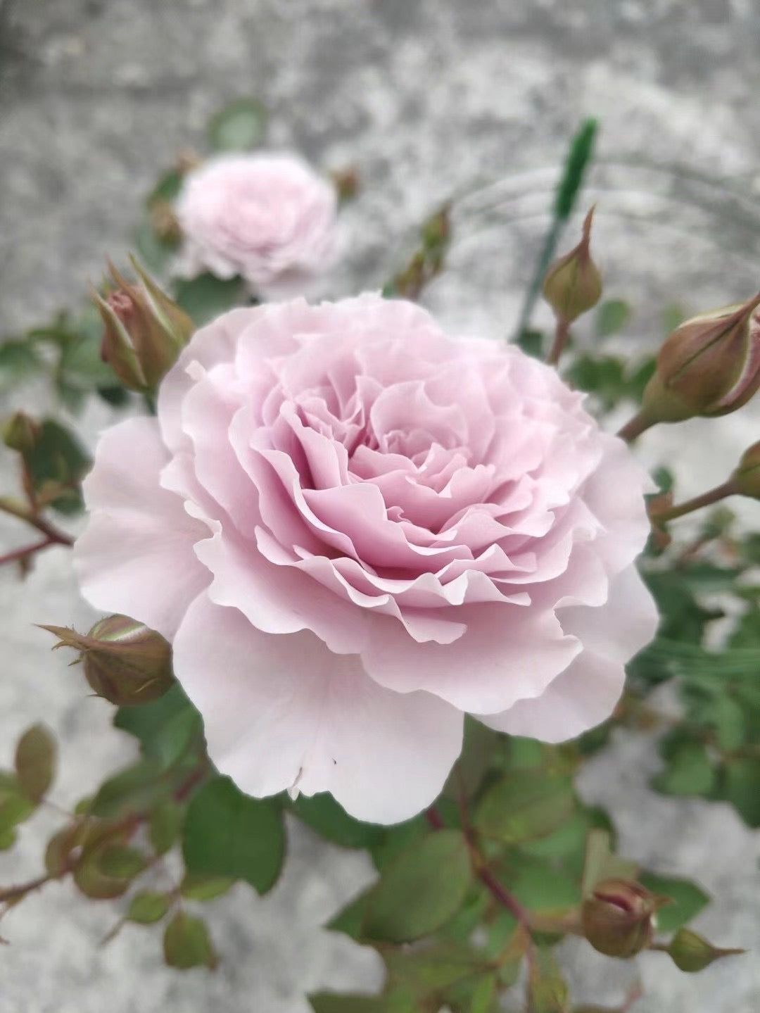 Rose ' Libellula | リベルラ | 蜻蜓 ' – Kisaki Plant