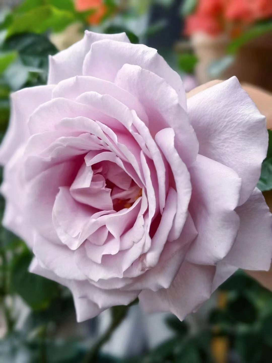 Rose 'Luxury Nove | ラグジュノーブ| 天然香水'