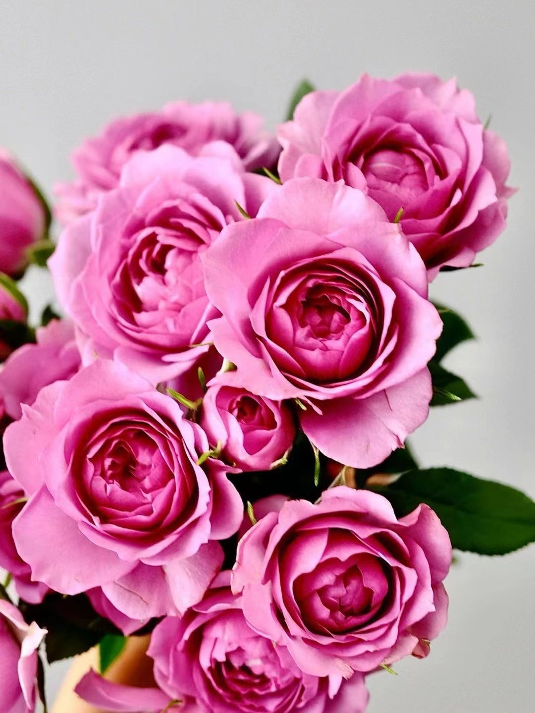 Rose 'Lavender Veranda｜薰衣草门廊'