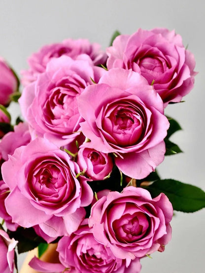 Rose 'Lavender Veranda｜薰衣草门廊'