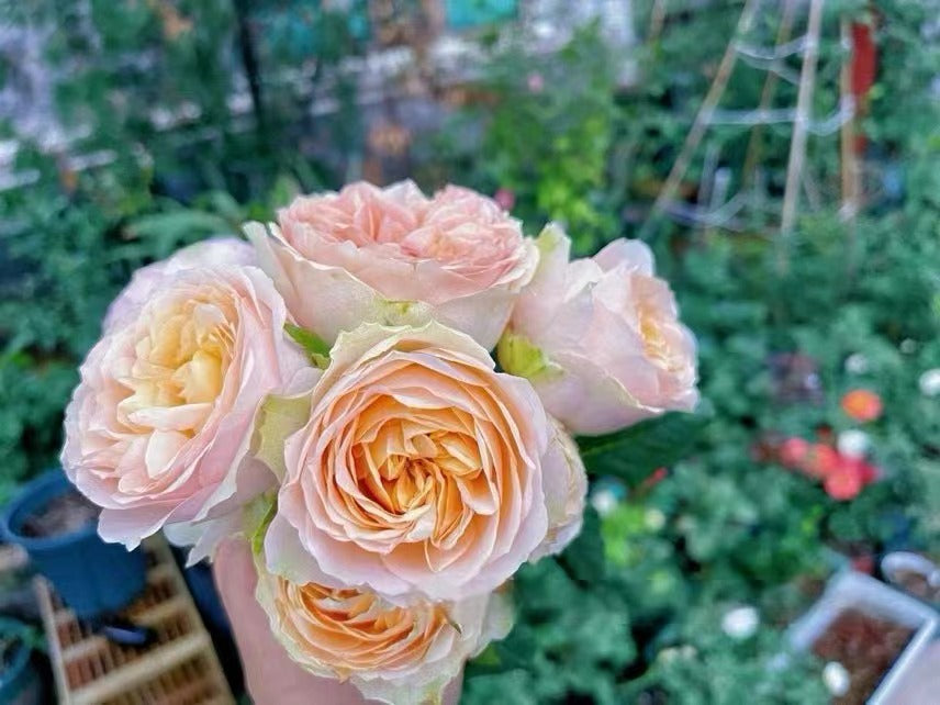 Rose 'Kaoruko ｜カオルコローズ| 熏子 玫瑰 '