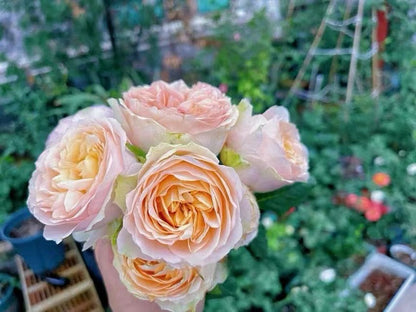 Rose 'Kaoruko ｜カオルコローズ| 熏子 玫瑰 '
