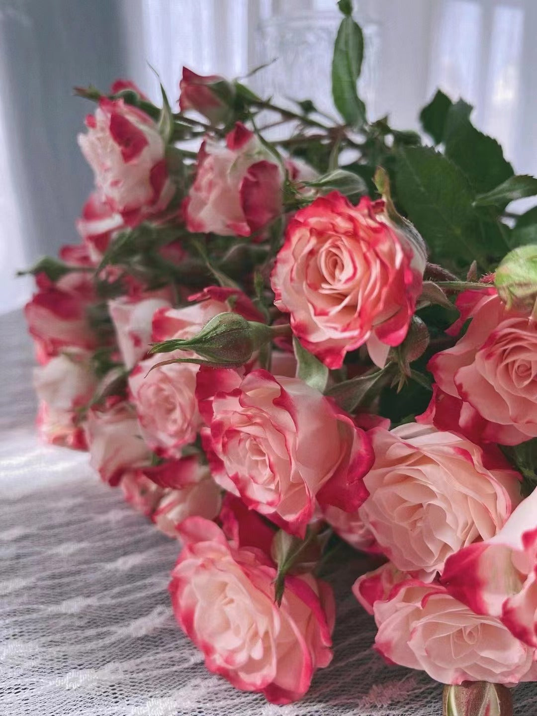 Rose 'Reflex | 折射泡泡 '
