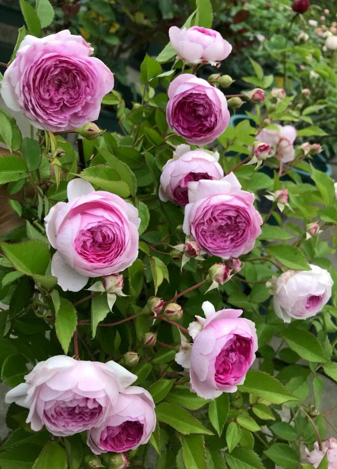 Rose 'Aunt Margy's | 拇指姑娘 | 麻吉婶婶 '