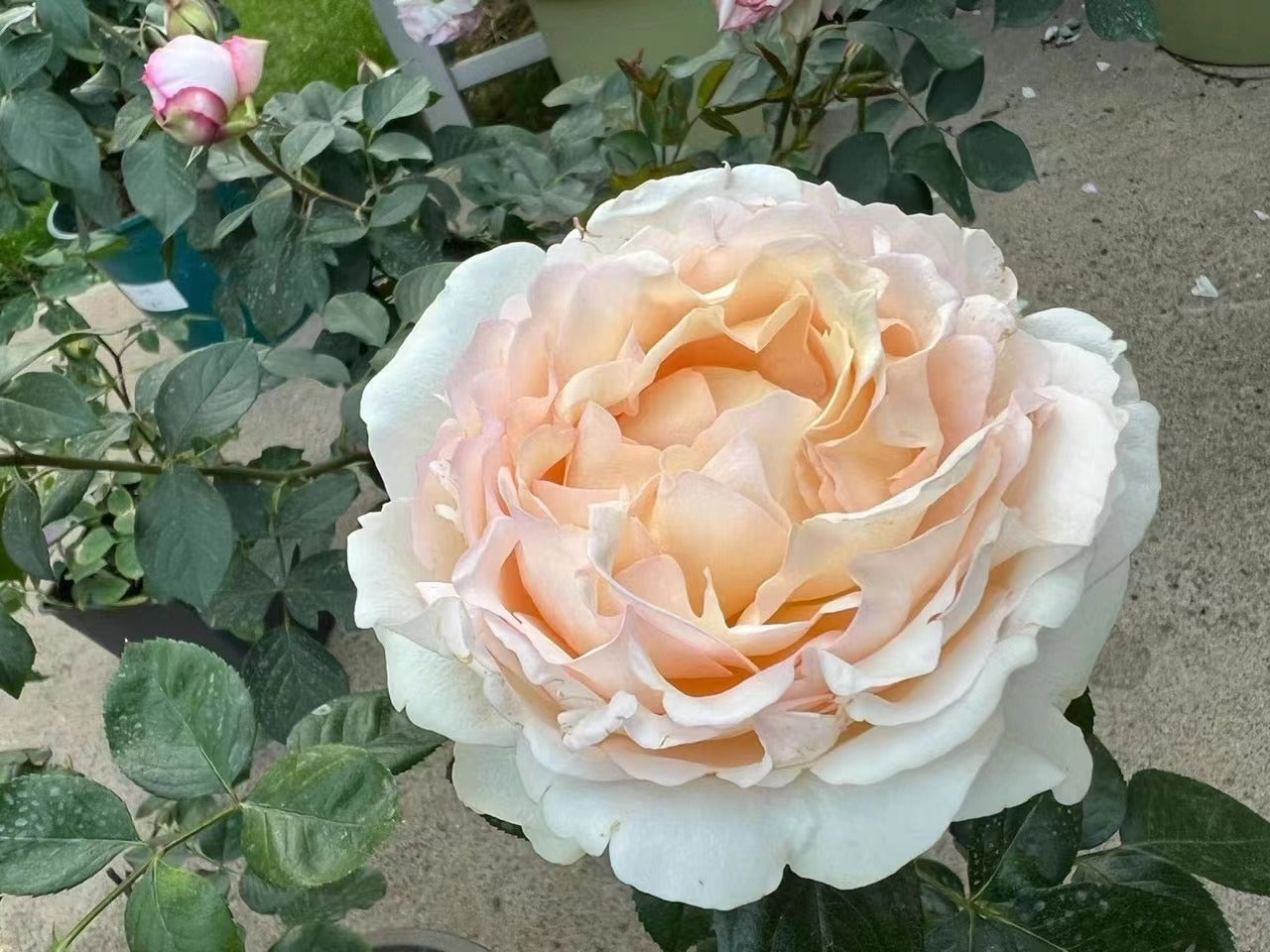 Yves Rose 'Gold Yves Piaget | 伊芙金伯爵'