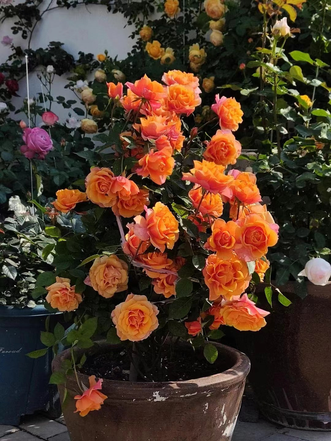 Rose  'El Paso ｜艾帕索 '  - Award winning