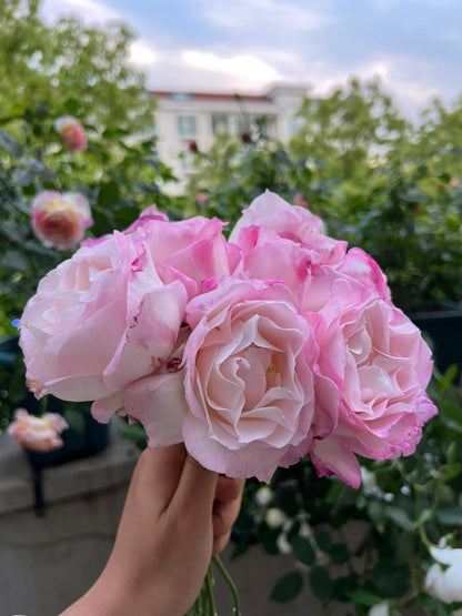 Rosa  ‘Seraphim | セラフィム | 六翼天使 ’   - Award-winning