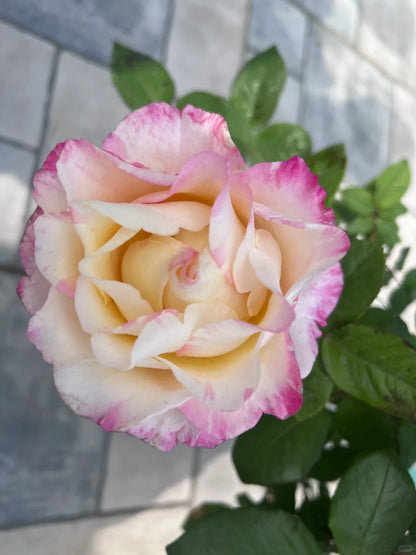 Rose ‘Nishang’ 霓裳