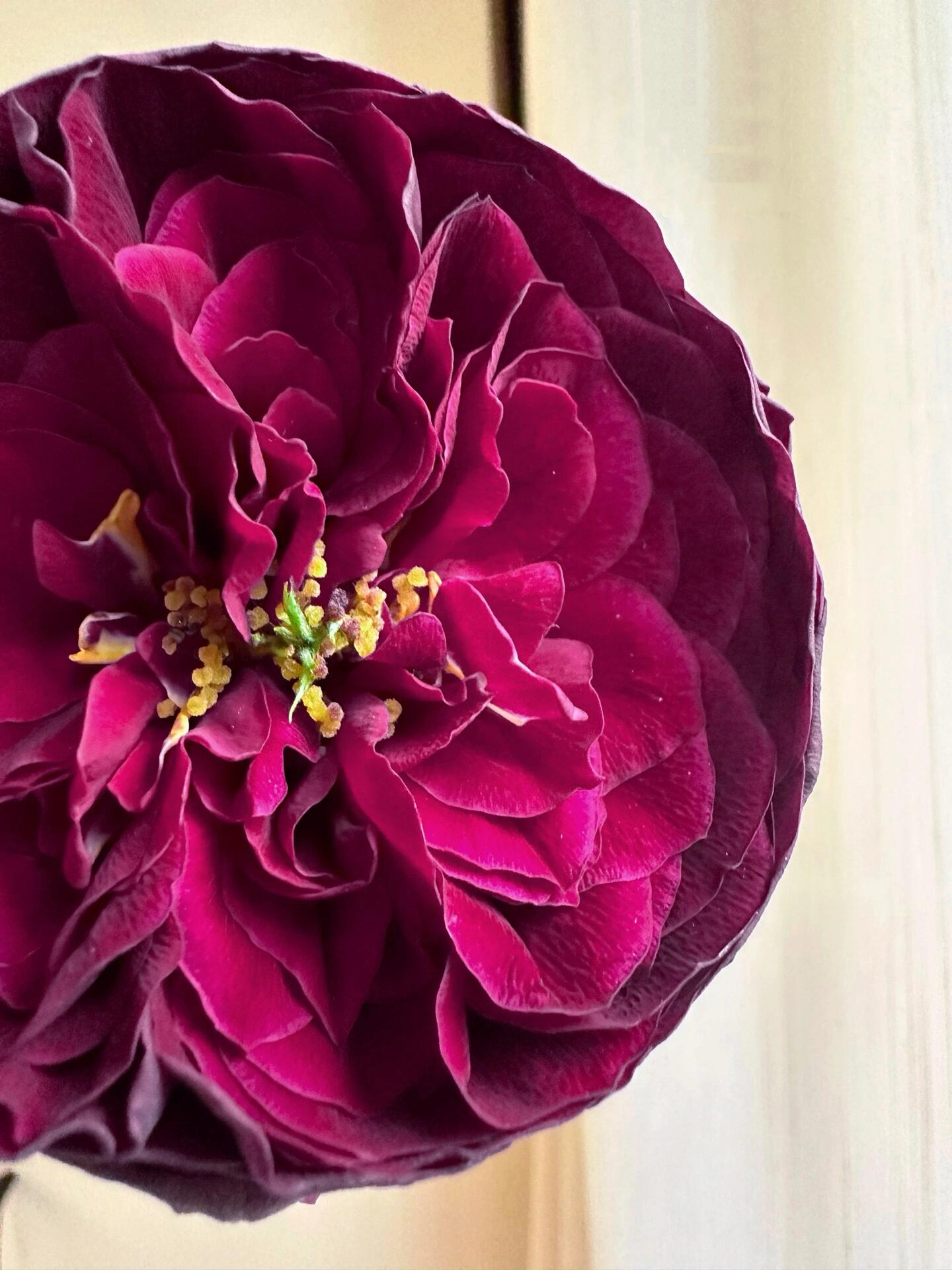 Rose  ‘ Royale | ロワイヤル | 皇宫 ’