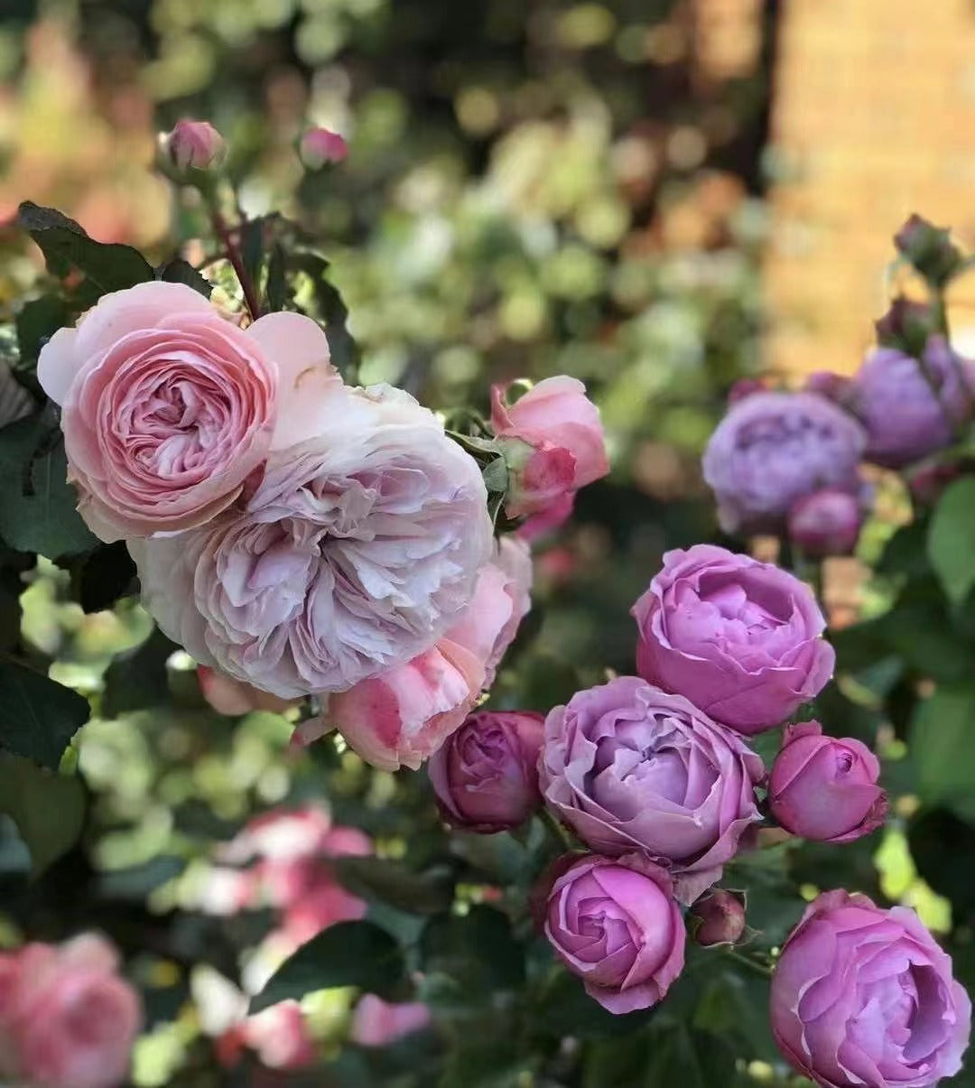 Rose 'Misty Bubbles | 紫雾泡泡'