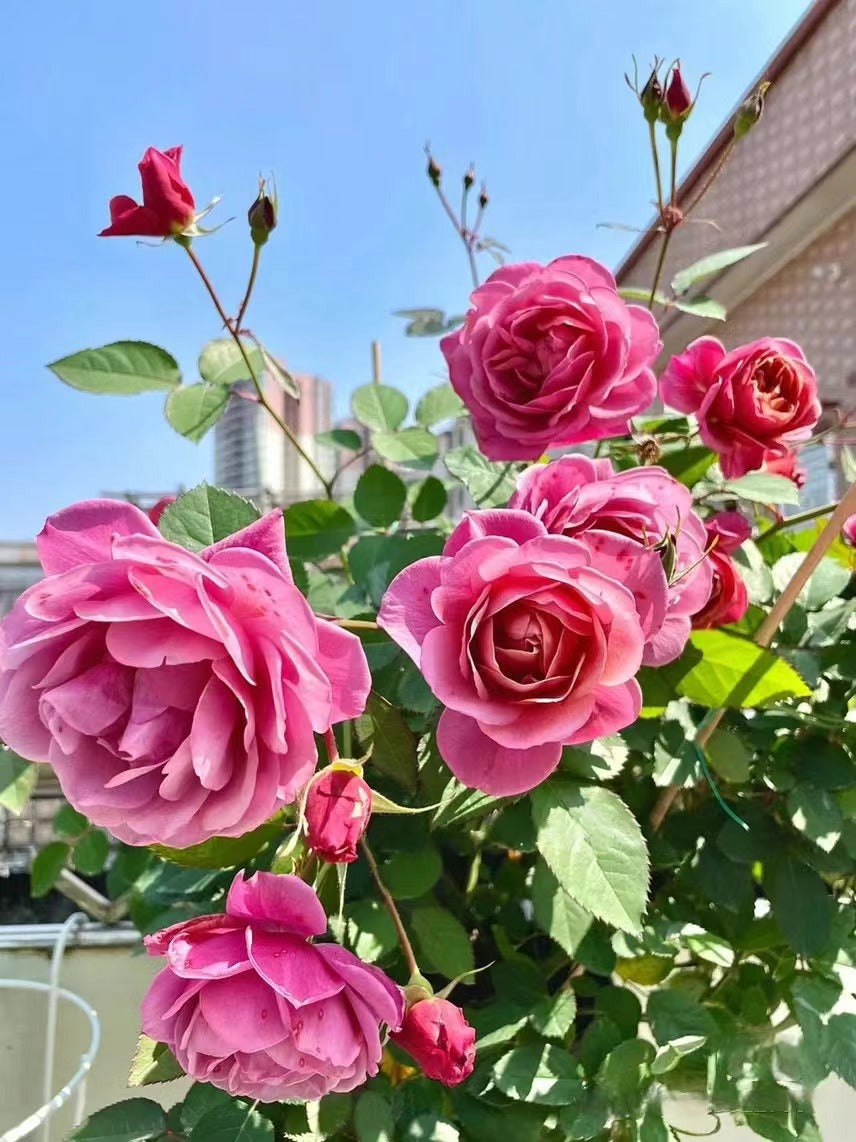 Rose ‘Aoi |あおい|葵 ’