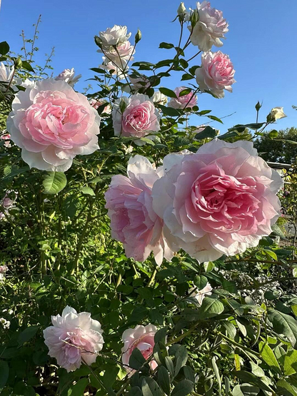 Rose  ‘ Shalimar |シャリマー | 夏莉玛 ’