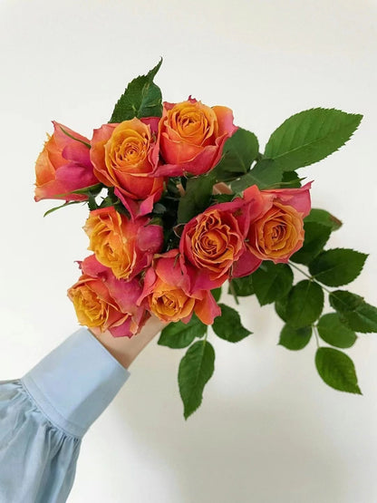 Rose 'Napoli Forever｜永远的那不勒斯 '
