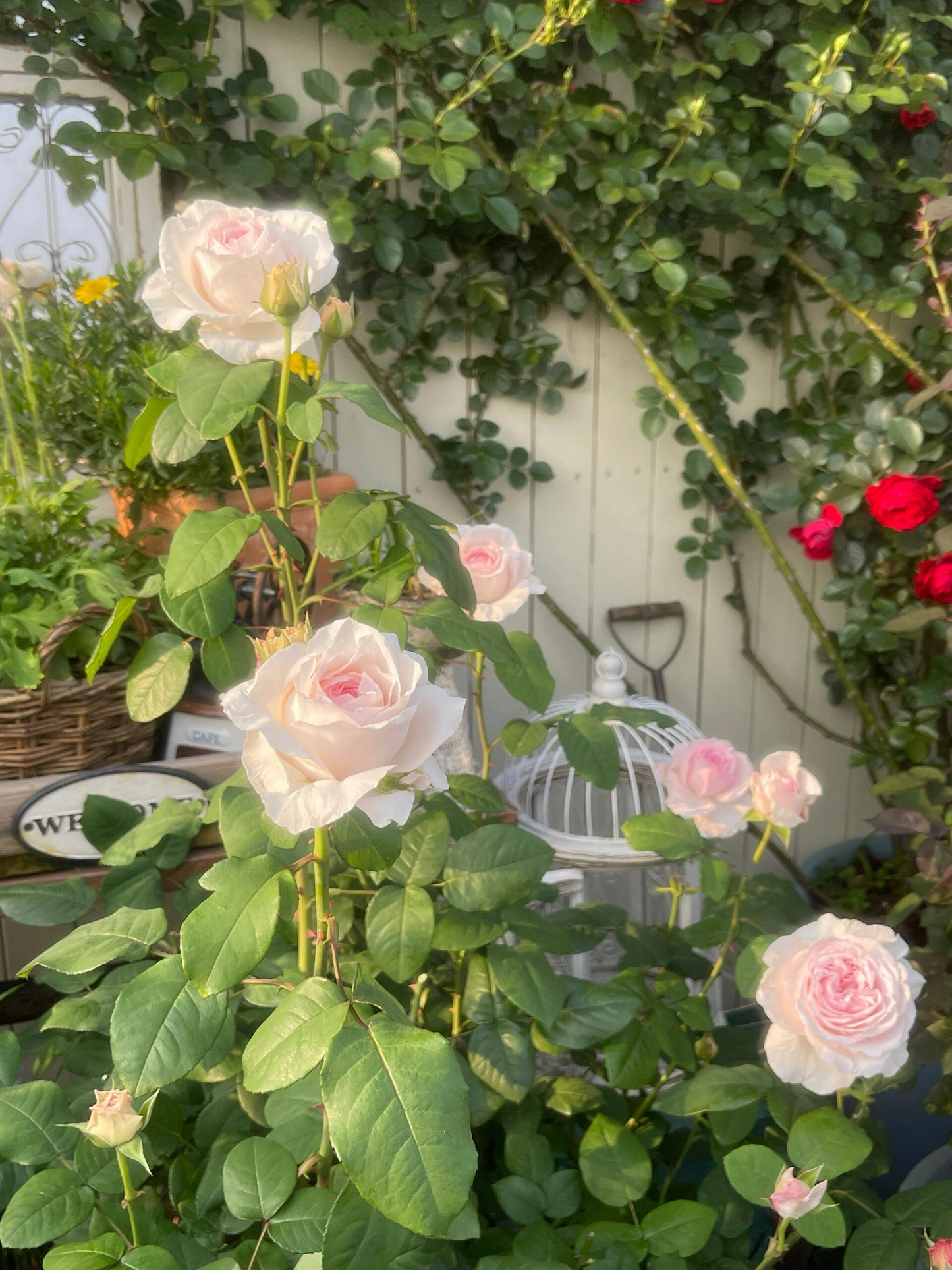 Rose  ‘ Les fraises ｜草莓奶昔 ’