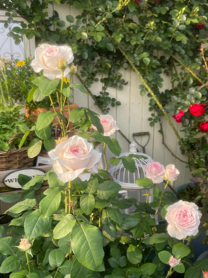 Rose  ‘ Les fraises ｜草莓奶昔 ’