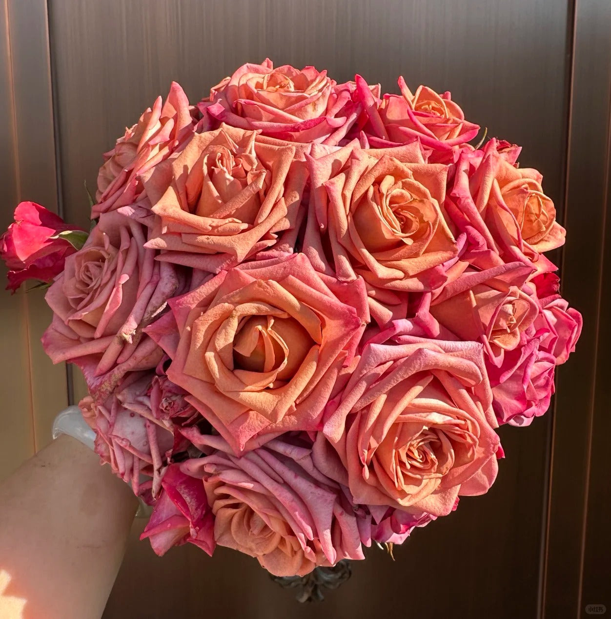 Rose  ‘Barista ’ 调香师 咖啡师 - New Variety Coffee Rosa