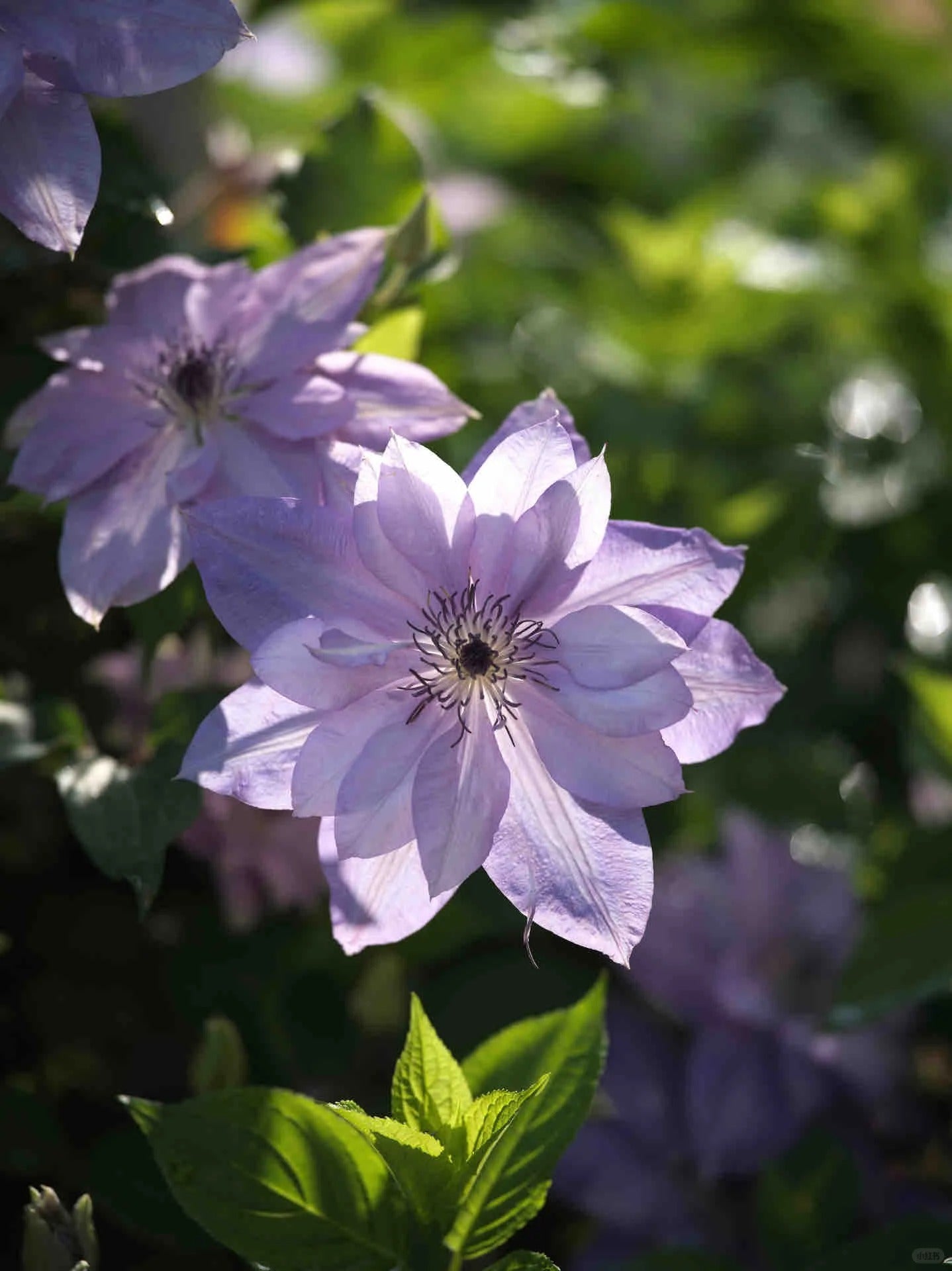 Clematis ‘’Parisienne |巴黎风情‘’
