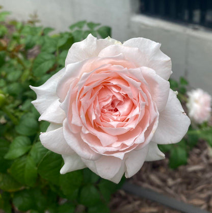 Rose 'Pretty Rabbit' 漂亮的玉兔