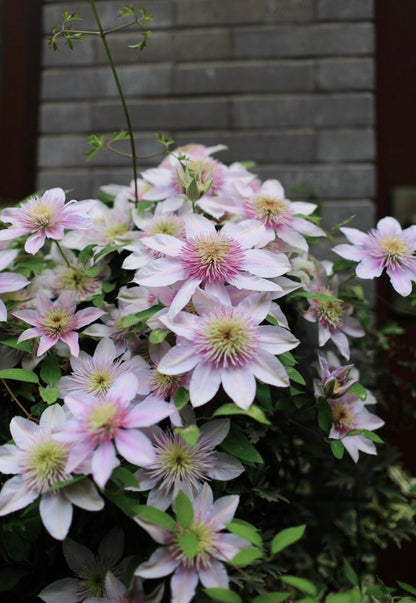 Clematis ‘’Moonglow｜月華｜Gekka| 月华‘’