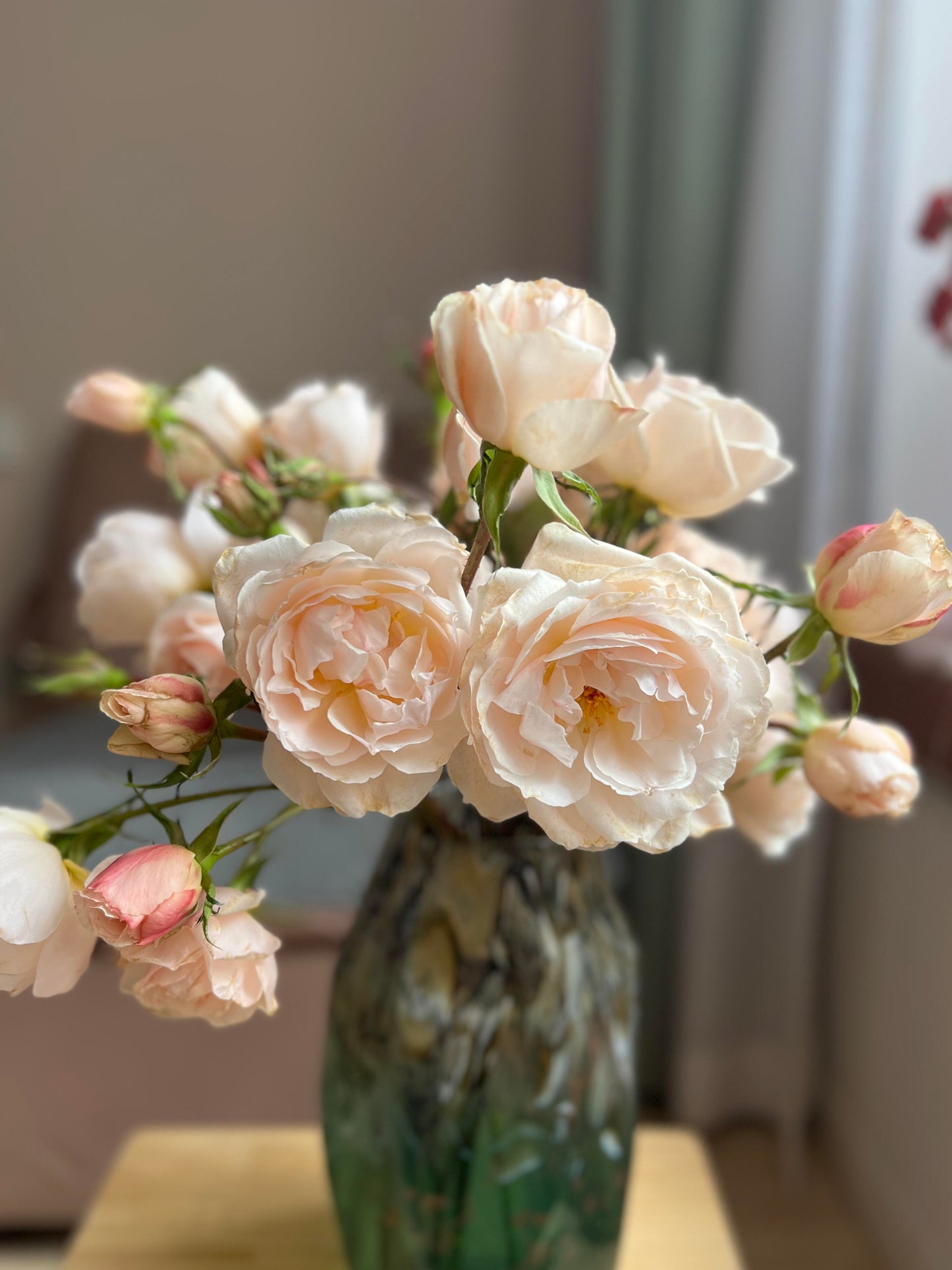 Rose  ’ Kashō｜かしょう｜华宵 - New Variety 2024