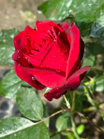 Rose 'Admiral' 海上将军