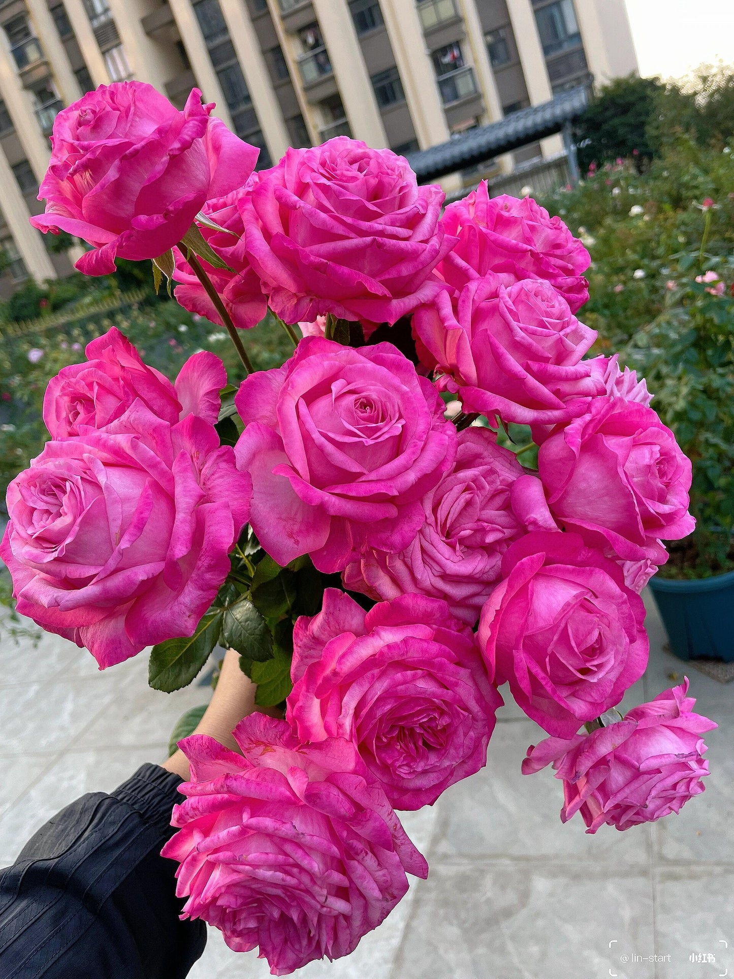 Rose  'Peach Blaze Sky | 桃灼蓝天 | Award-winning '