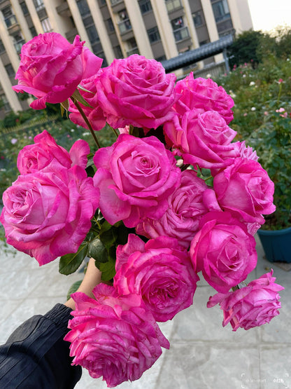 Rose  'Peach Blaze Sky | 桃灼蓝天 | Award-winning '