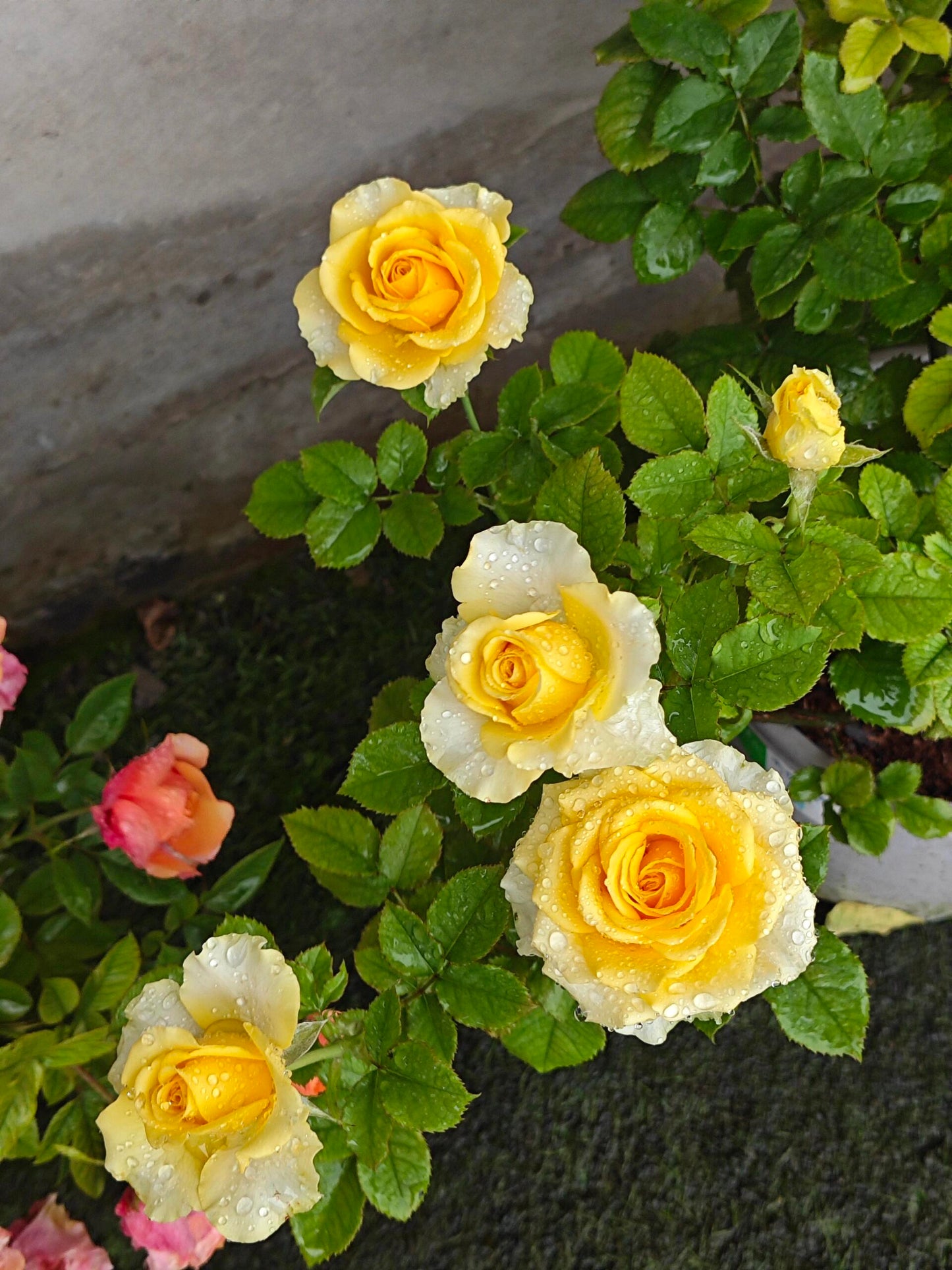 Rose  ’ Shell｜ 贝壳