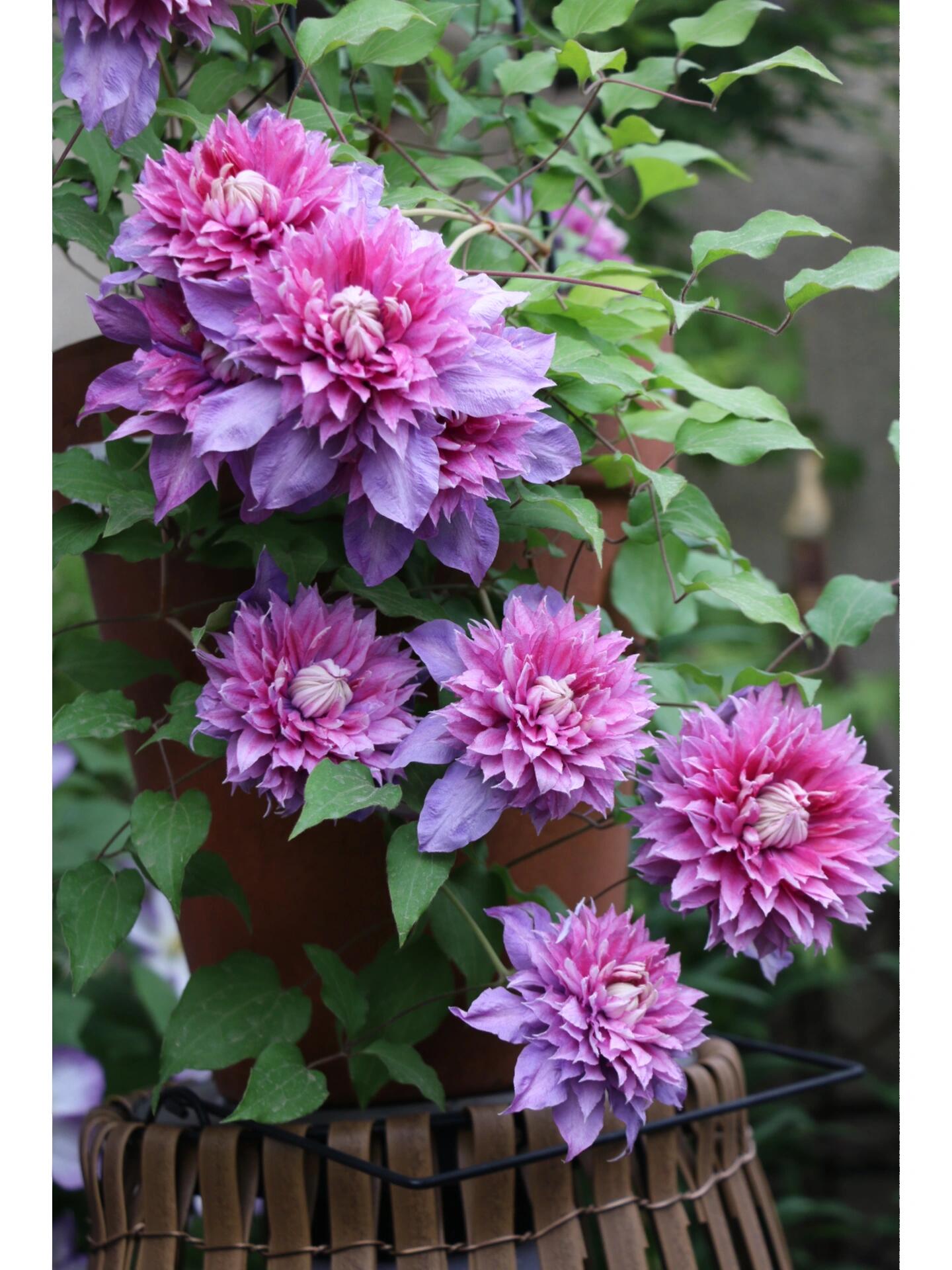 Clematis ''Magic Fountain| 魔法喷泉''