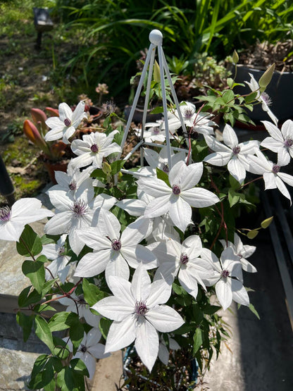 Rare Clematis ‘’Guizi｜摫子‘’