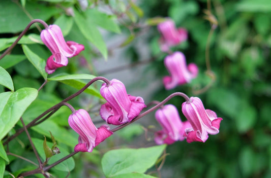 Clematis ‘’Princess Red| 绯红公主‘’