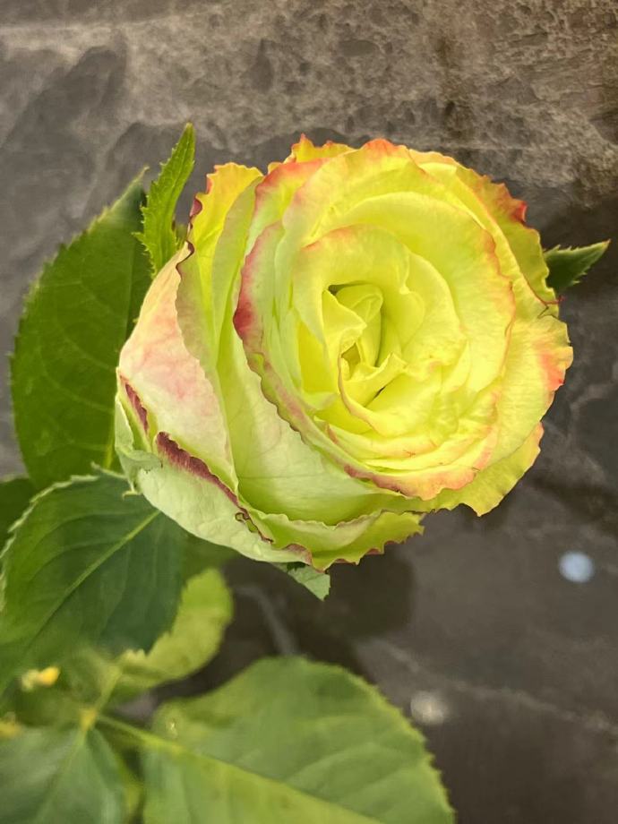 Rose  ‘ Green Apple｜グリーンアップル| 青苹果  - New Variety Florists Rose