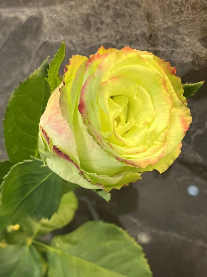 Rose  ‘ Green Apple｜グリーンアップル| 青苹果  - New Variety Florists Rose