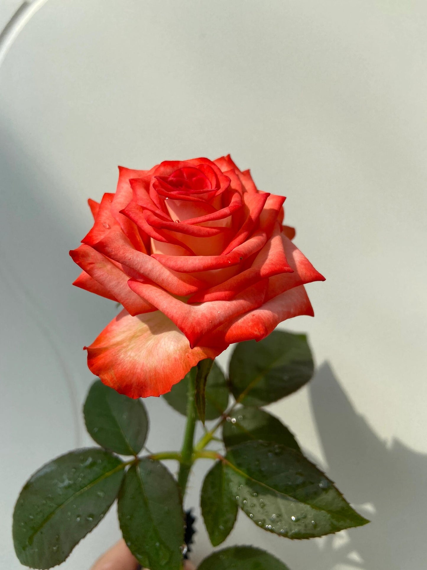 Rare Rose  ’ Yashica｜切花胭脂扣 ｜雅西卡 - New variety