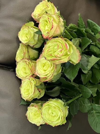 Rose  ‘ Green Apple｜グリーンアップル| 青苹果  - New Variety Florists Rose