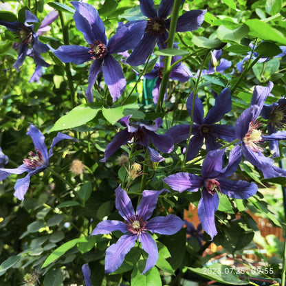 Clematis ' Sizaia Ptitsa｜ 幸福之鸟 ’