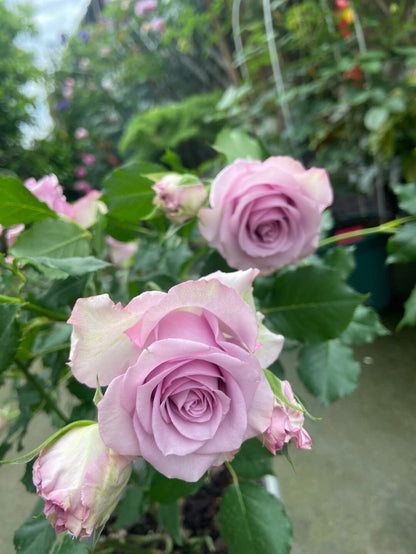 Rose  ‘Nightingale /  ナイチンゲール /  紫霞仙子 ’