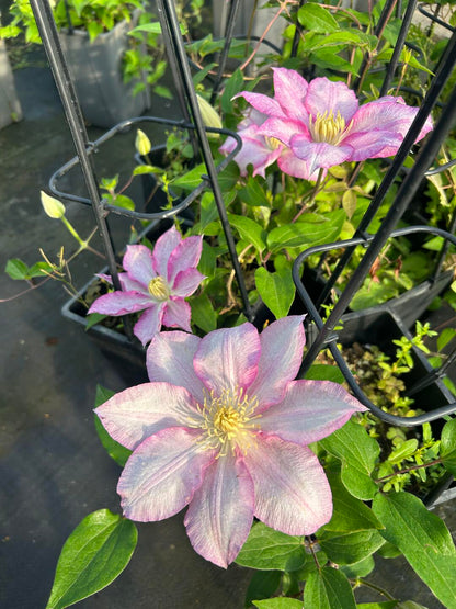 Clematis ''八つ橋｜Yatsuhashi |八桥''