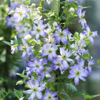 Clematis ‘’Sea Breeze｜海风‘’