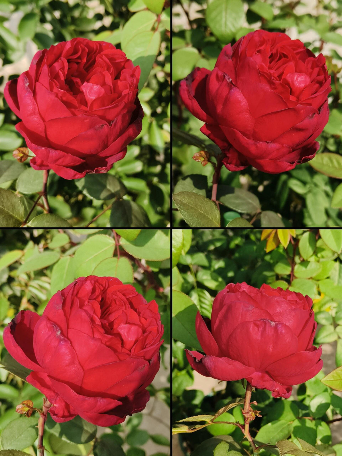 Rose 'Admiral' 海上将军