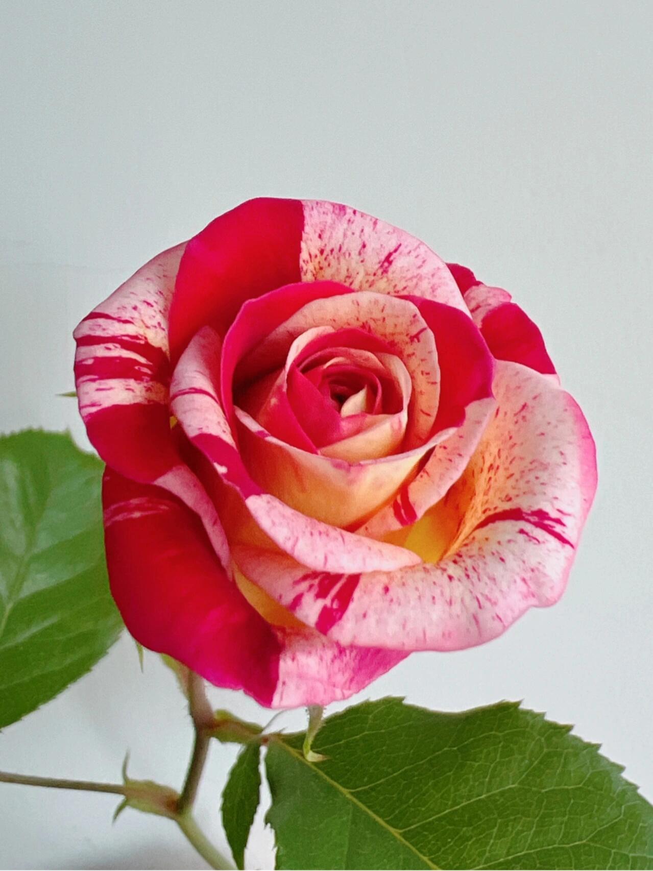 Striped Rose  ’ All American Magic ｜全美魔术