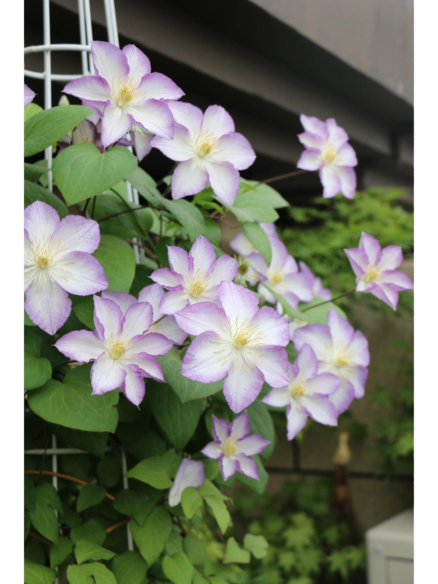 Clematis ‘’Lucky Charm| お守り|幸运符‘’