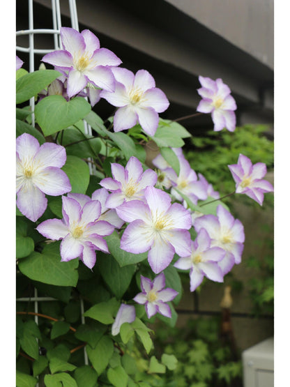 Clematis ‘’Lucky Charm| お守り|幸运符‘’