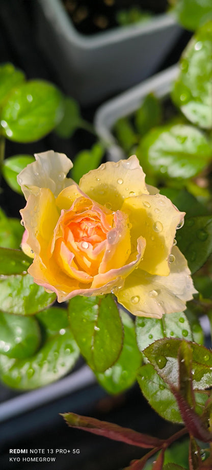 Rose ’ Kagelou| カゲロウ  | 阳炎/蜉蝣  - New varieties 2020
