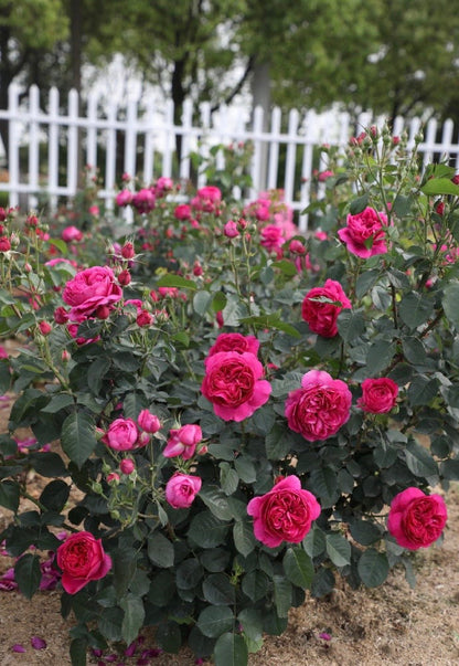 Rose  ‘ Ci Xuan| 慈萱|  - New Variety 2020