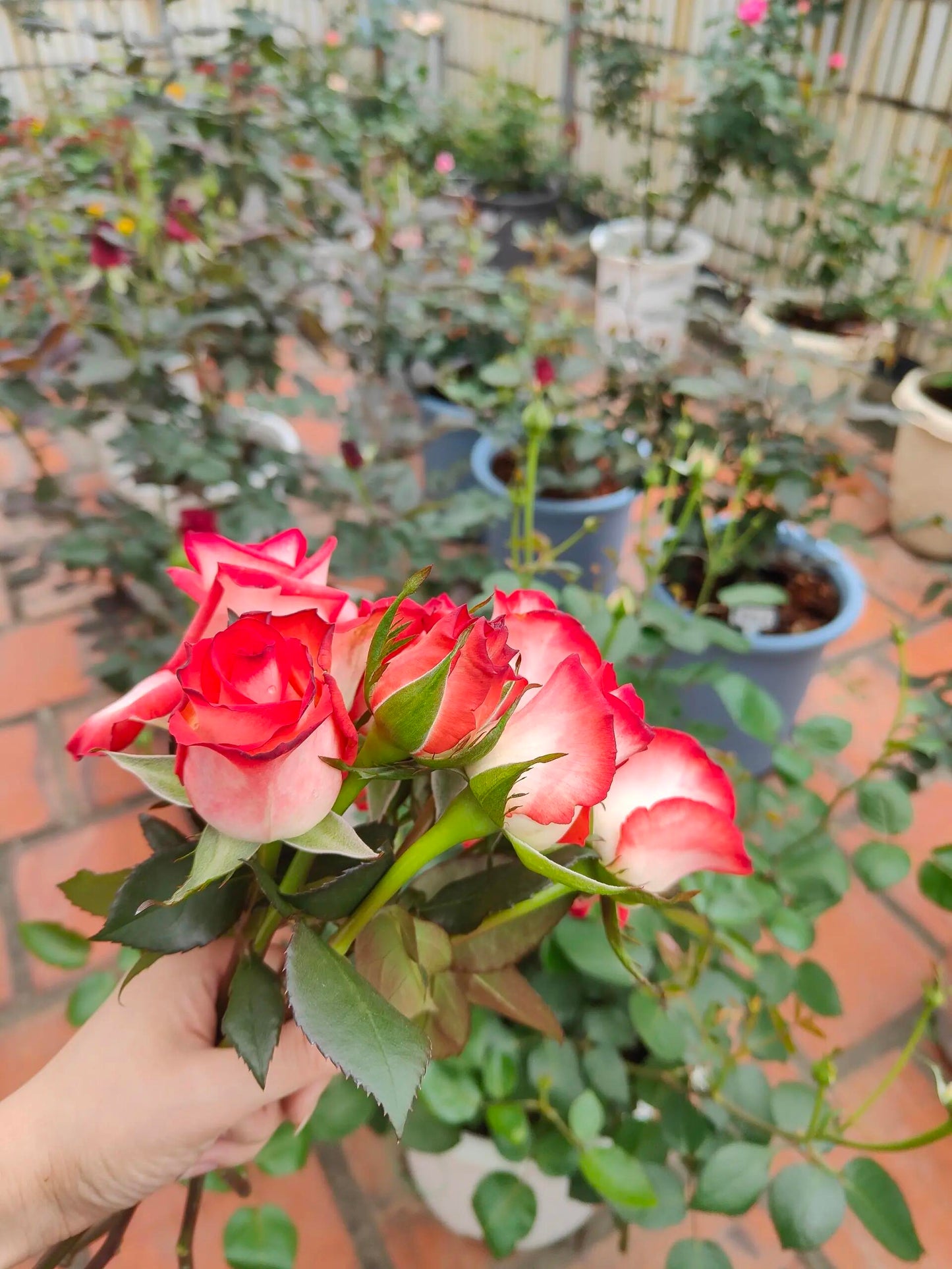 Rare Rose  ’ Yashica｜切花胭脂扣 ｜雅西卡 - New variety
